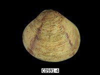 藏品(唱片簾蛤)的圖片